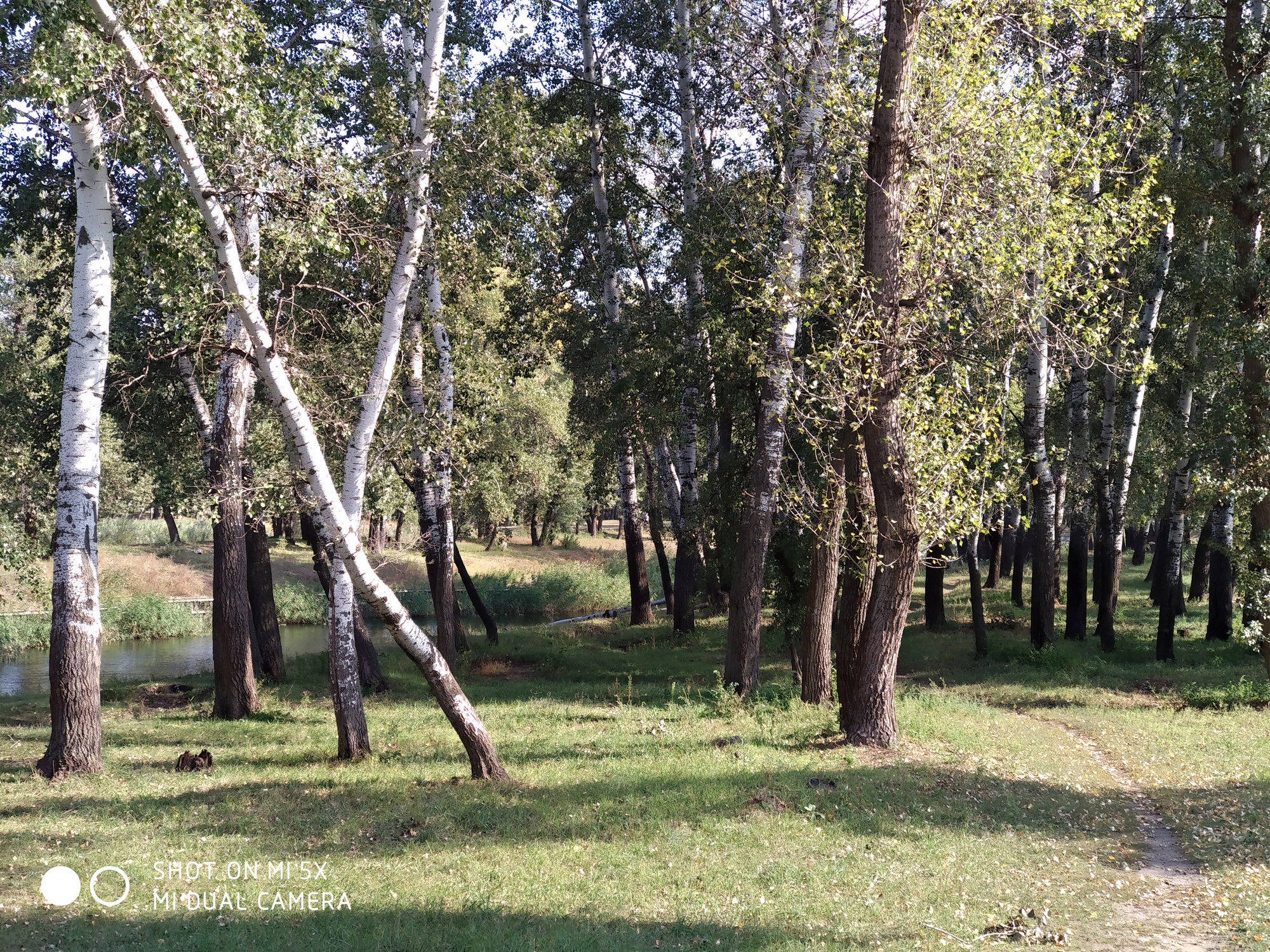Деревья - пример фото на Xiaomi Mi 5x