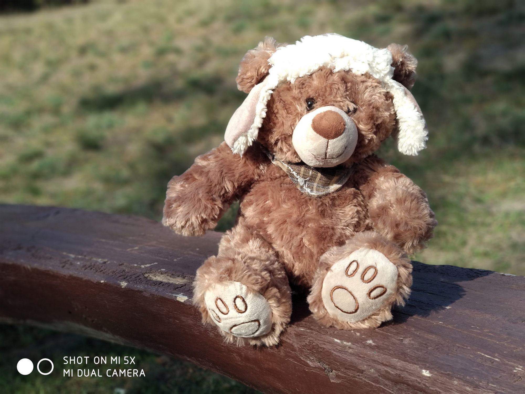 Медведь - пример фото на Xiaomi Mi 5x